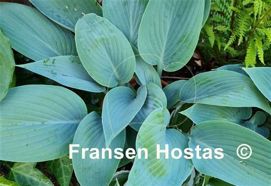 Hosta Chiemsee Blaue Taube